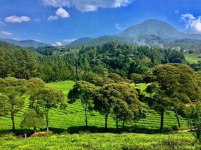 During the day and lush, tree-lined
